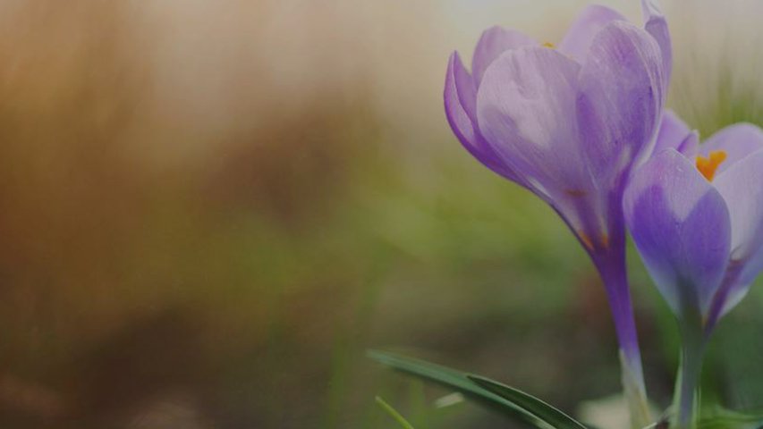 Care and Recovery Background