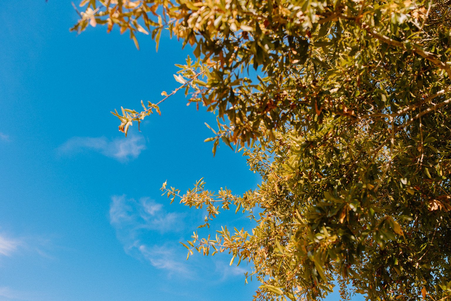 54093161764_e433848b59_h