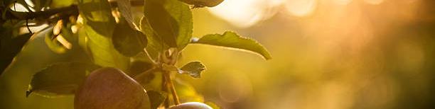 Gentleness