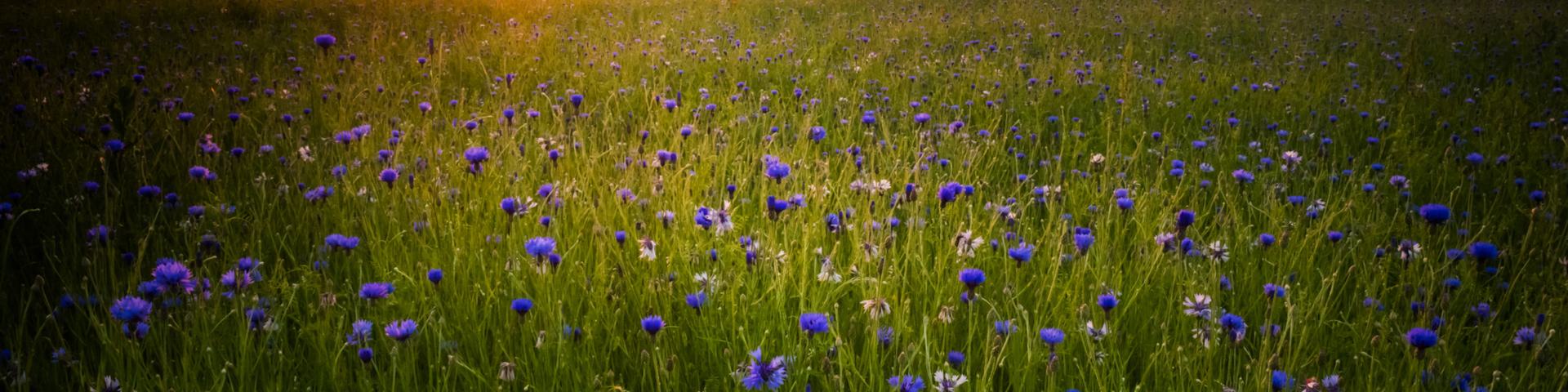 field sunrise