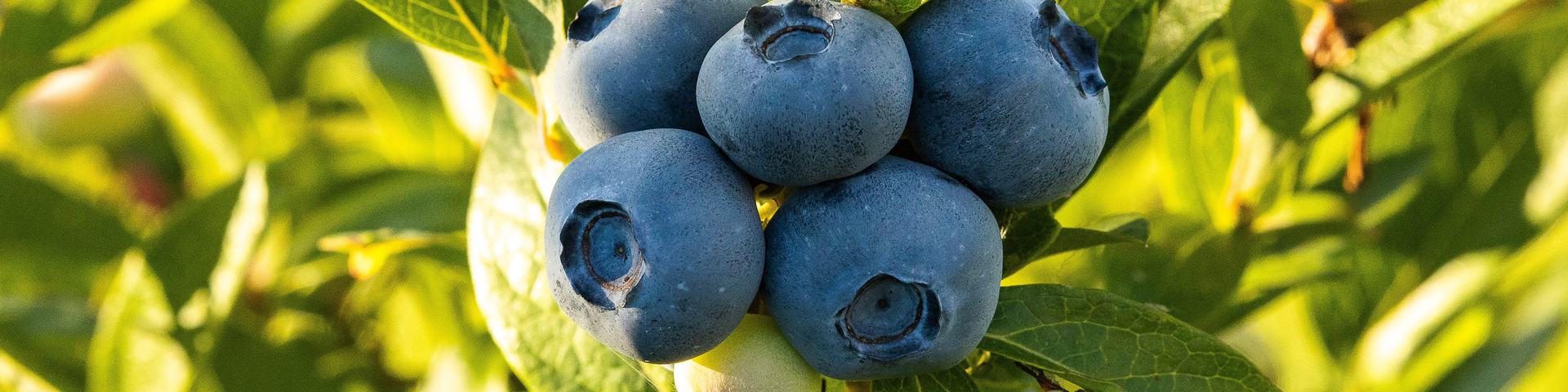 blueberry