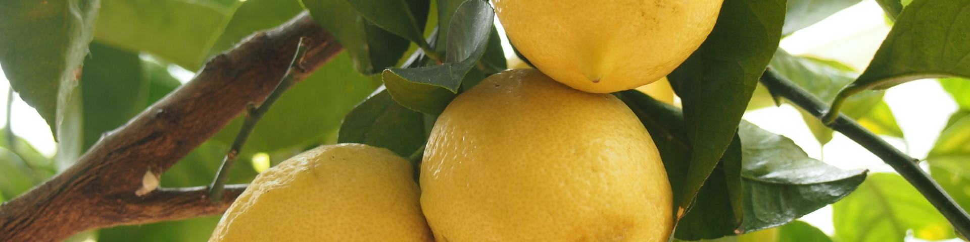 lemons