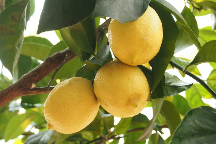 lemons