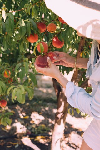 Woman Picking Peaches from Tree