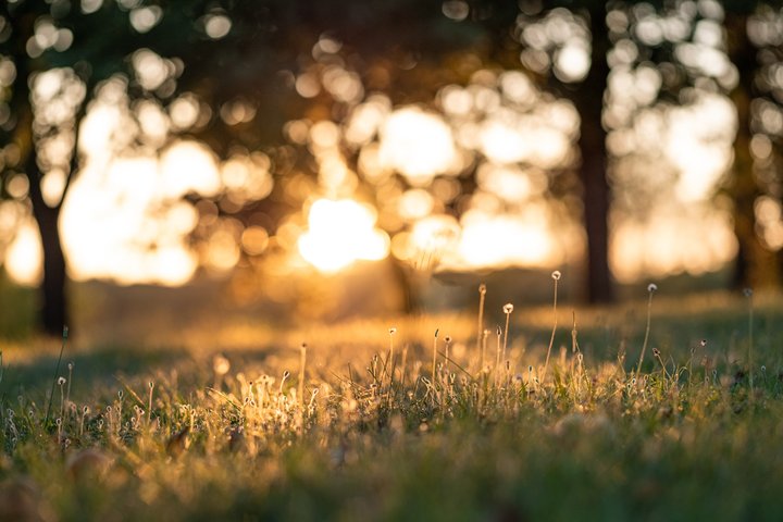 Light Shining on a Field through Trees