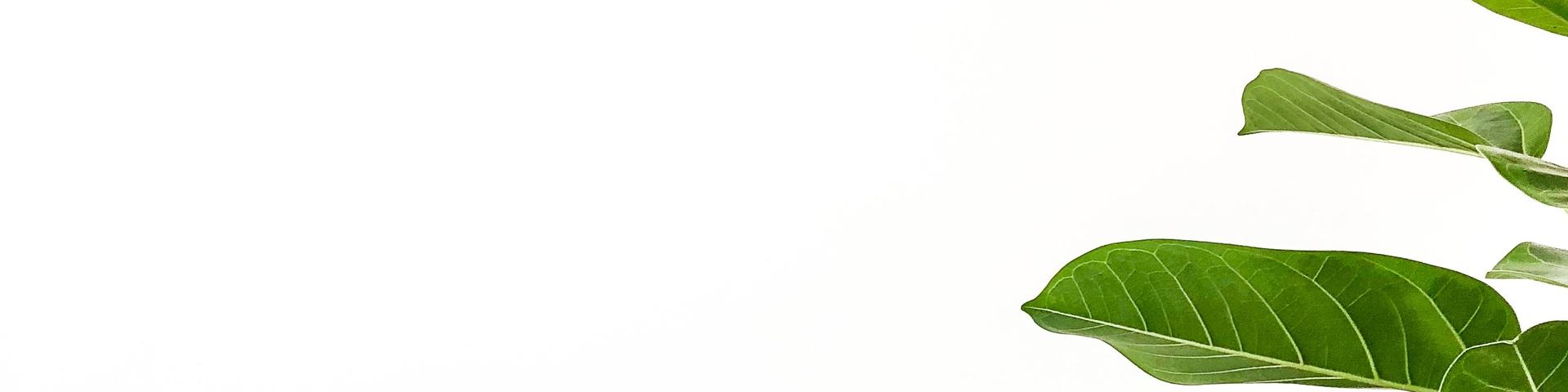 Ezer Applied Background