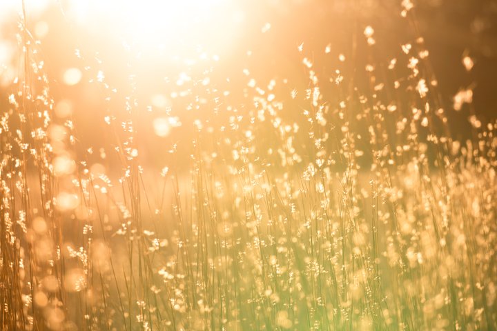 Sun Shining through Reeds