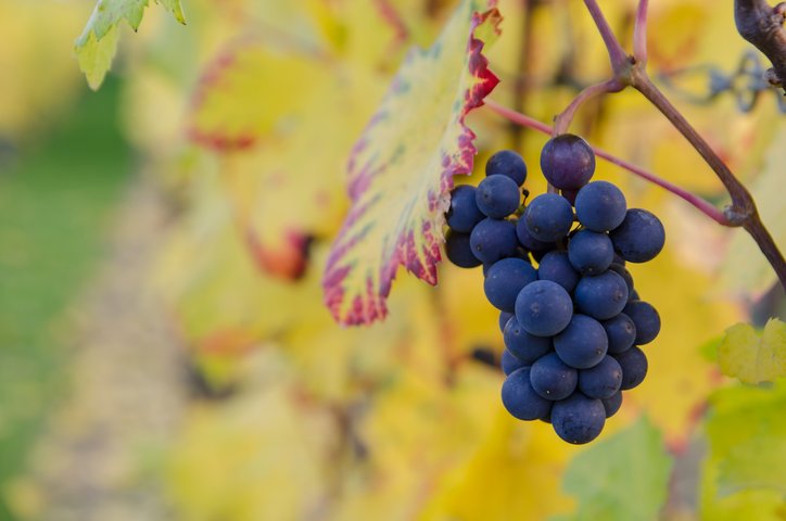Grapes on a Vine